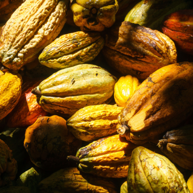Rauwe chocolade-crop